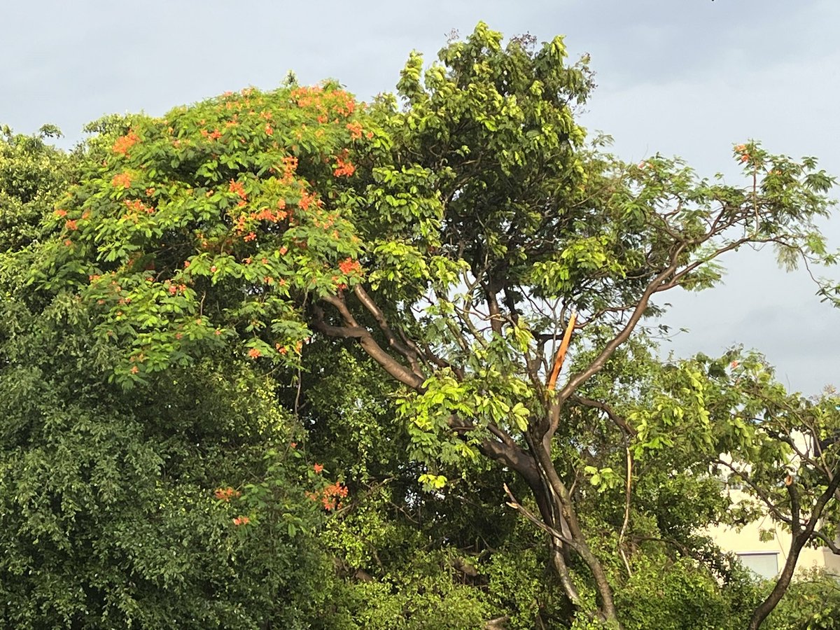 JaysBeees's tweet image. 😊 Sunshine after heavy rain! #Bengaluru #SimpleClick