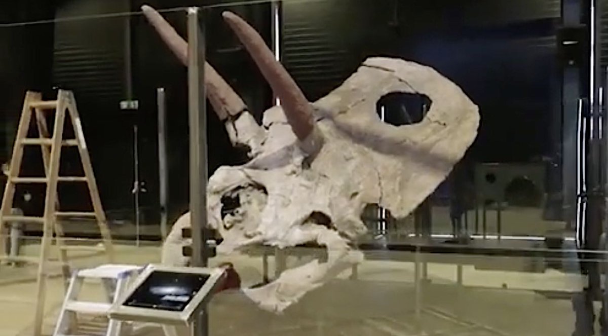 #World #Animals Largest Dinosaur Skull Ever Discovered Going on Display–A Torosaur Named Adam dlvr.it/Sr42DG