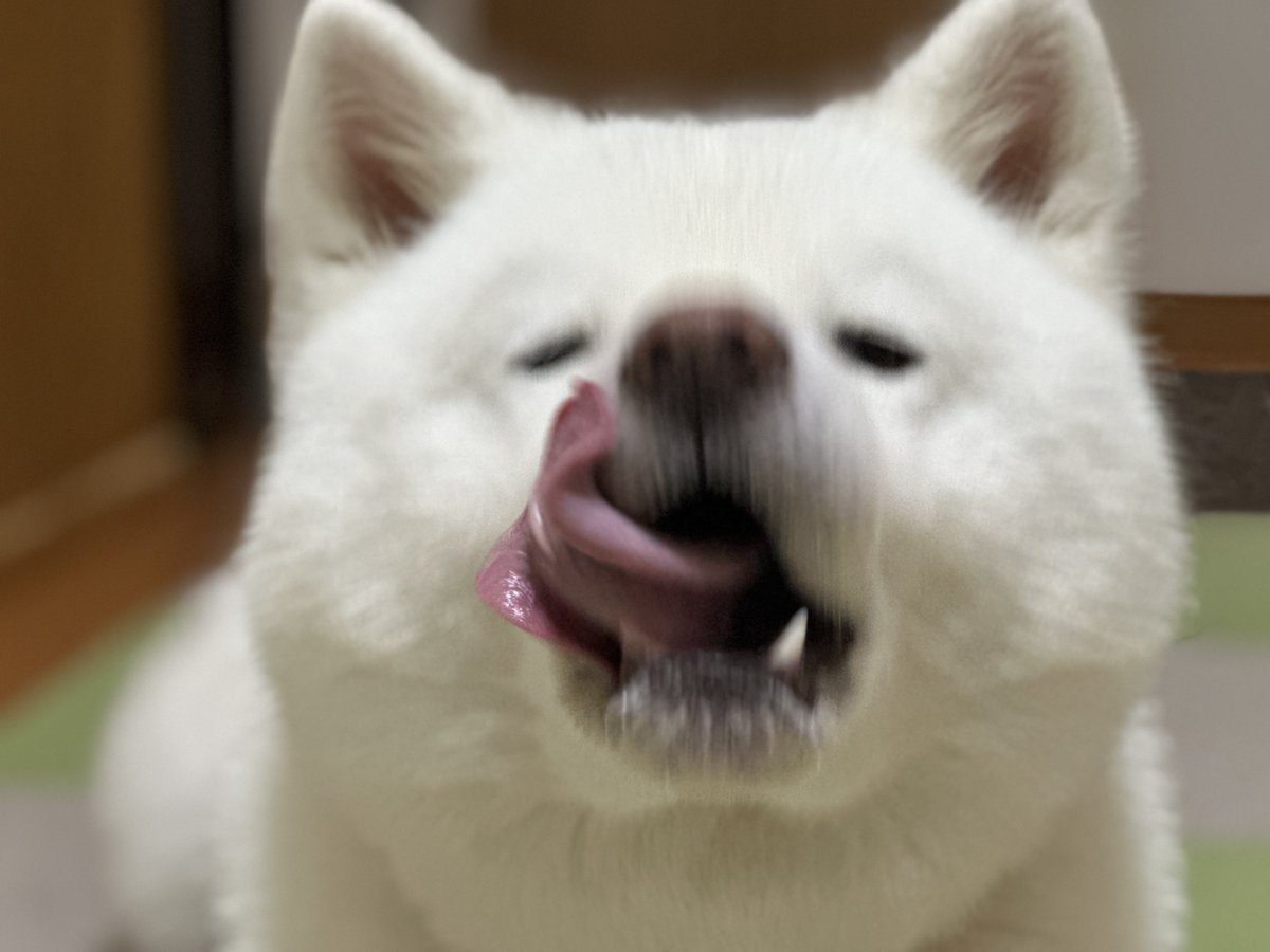 miqik's tweet photo. ガム待ち🦴

 #秋田犬 https://t.co/jJSUIYqmzm