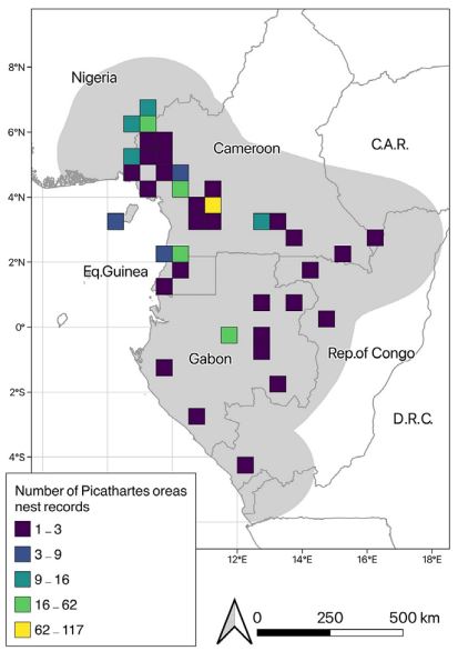 The Congo Basin is under threat - here's why we need to act now - WildAid