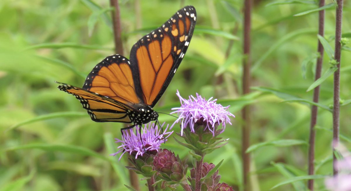 PlantHeroes's tweet image. Have you ever wondered where plants come from? Through pollination of flowers! Our pollinator journal explains the process of cross-pollination for kiddos: ow.ly/x61B50OUcF7 #NationalPollinatorWeek #PollinatorWeek #PollinatorWeek2023