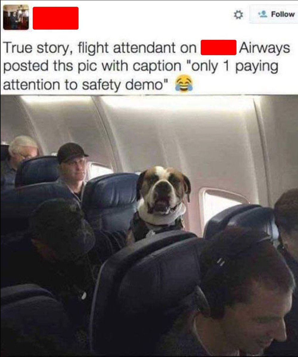 Oh the joys... 😅🥳😍

Good boy!! 🐶

#crashpad411 #flightattendant #pilot #lifeinthesky #dreamjob #layover #redeye #crewlife #like #share #deltaairlines #americanairlines #unitedairlines #southwestairlines #spiritairlines #jetblue #skywestairlines #loveforall ❤️✈️👋