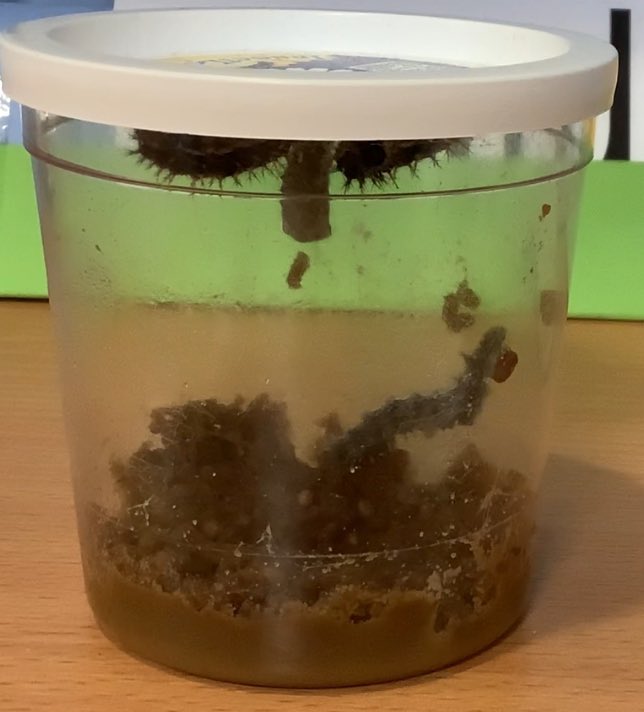 Barfordstpeters's tweet photo. Our hungry caterpillars grew and grew. Then they pupated. Today in Reception we watched our first butterfly emerge from its cocoon! It was amazing! #bspScience #bspEYFS #bspearlyyears https://t.co/f12ZKrFnTI