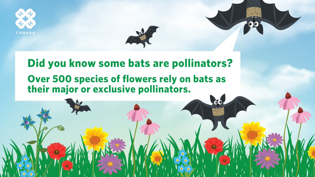 4HCanada's tweet image. It’s Day 4 of #PollinatorWeek2023 and today we’re talking about #bats! #DYK that over 500 species of flowers rely on bats as their major or exclusive pollinators? Bats even pollinate nocturnal flowers while this rest of us are sleeping! 🦇😴 

#ProudtoBeea4Her 

@syngentacanada