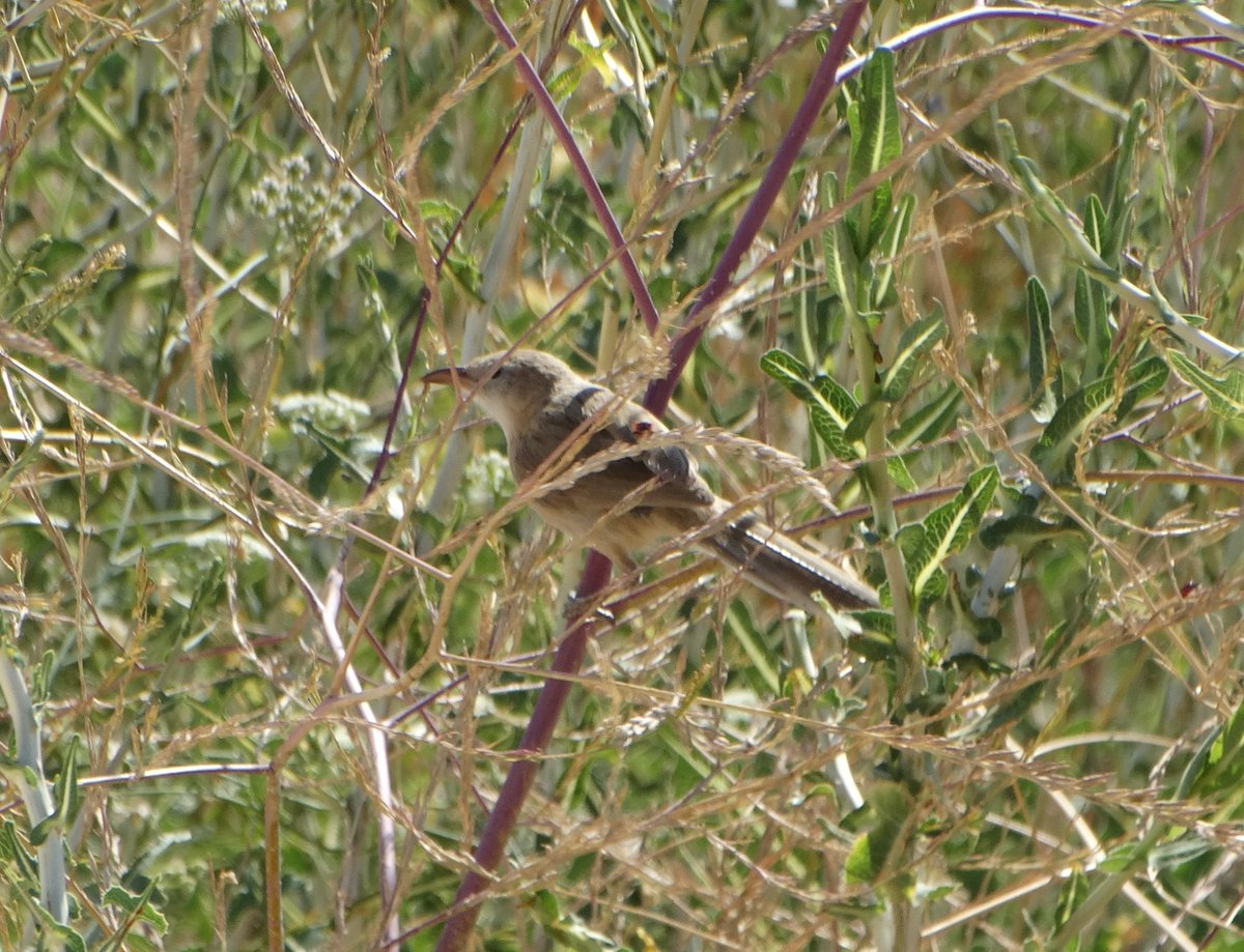 Bu kuş Irak Yedikardeşi midir? Çok güzel bir kertik olur o ise.
📍Tilmen Höyük İslahiye/Gaziantep
#hangitür