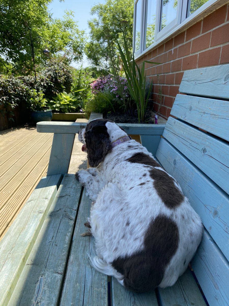 SpanielsSuper's tweet photo. English dog #InAShadyBreeze
Ex Spanish dog #FullSun
#FullGlare #InTheShade
🥵🥵🥵🥵🥵🥵🥵🥵🥵🥵🥵 https://t.co/XrmTC9G444