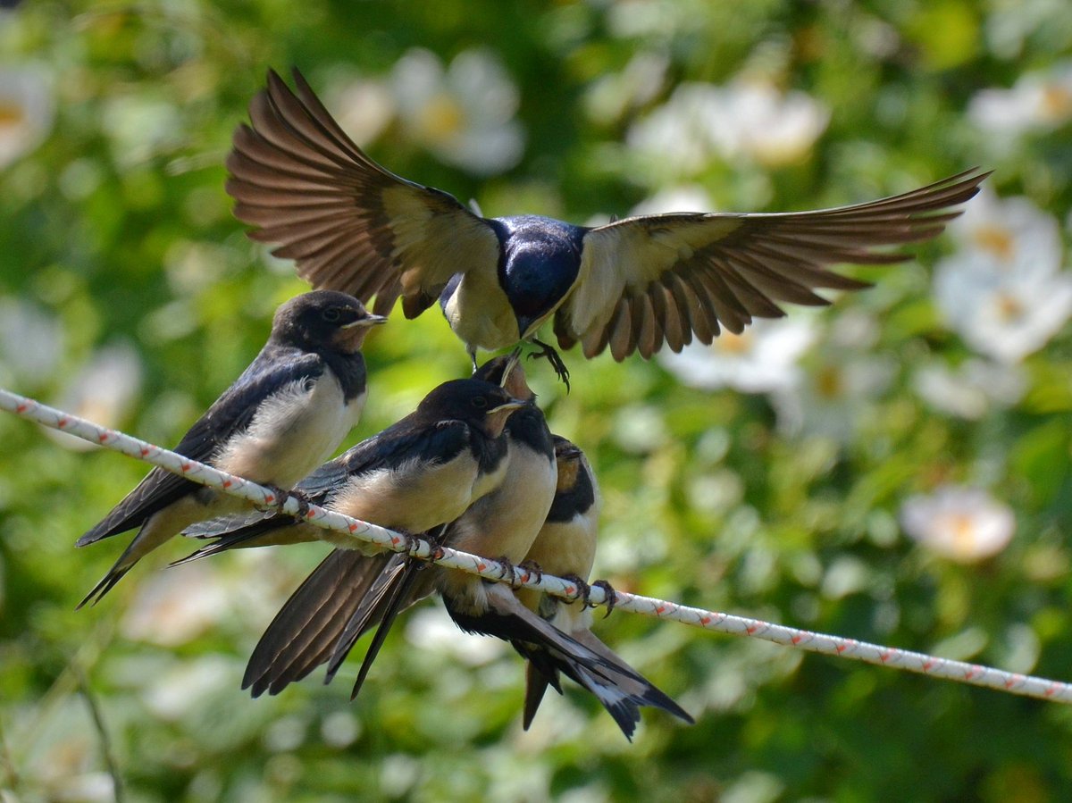 Swallow family mealtime 🥰
Liberton #Edinburgh