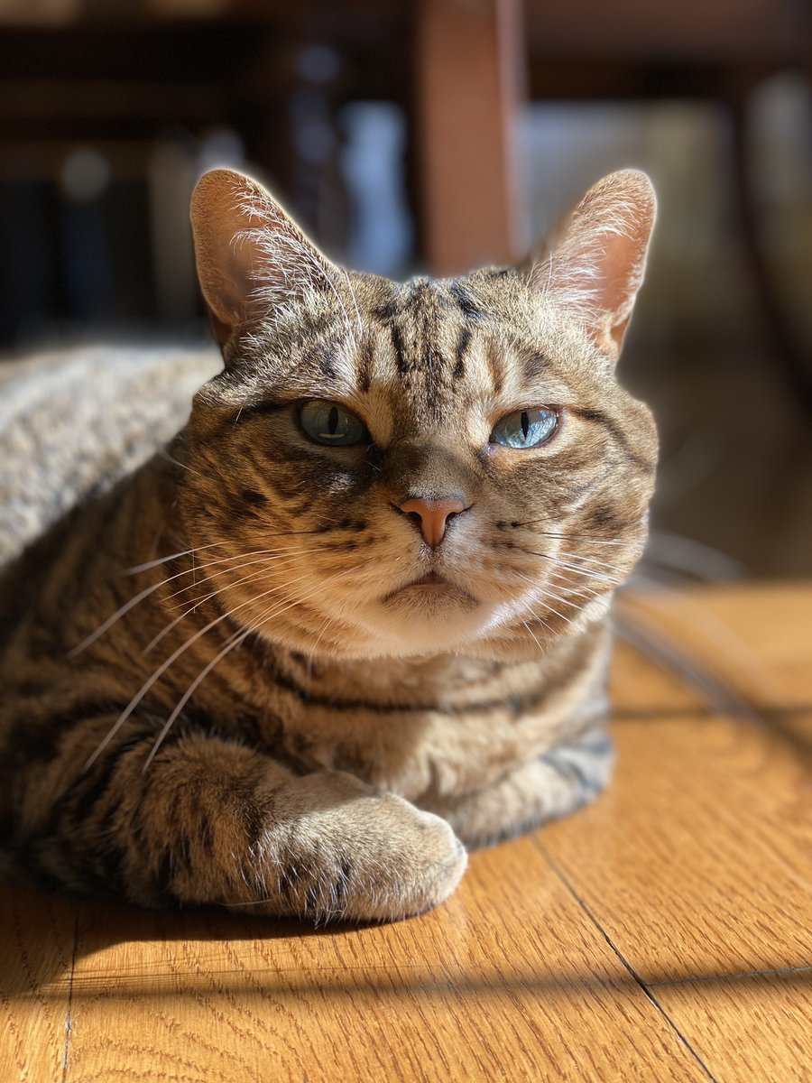 MissyBBBobtail's tweet image. Post the last photo of your pet on your phone.

I'll go first.

No cheating!