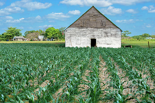 macrore's tweet photo. New artwork for sale! - "Tobacco drying house in Cuba on the exterior rotation crops planted on a blue day." - https://t.co/qKSv6fEX5m @fineartamerica https://t.co/0xRNtyRB1r