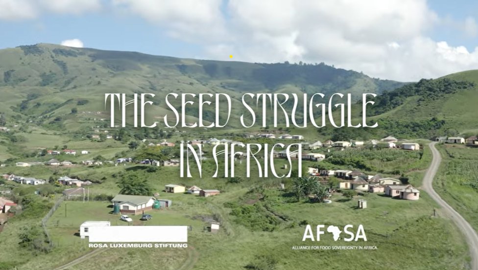 The ‘Seed Struggle in Africa’ the first episode of the new film by @rosaluxglobal and @Afsafrica entitled THE LAST SEEED sheds light on the realities of the farming sector in #Africa and the silent war being waged over its #seeds. youtu.be/Zm18Hvgfl8c #SeedSovereignty