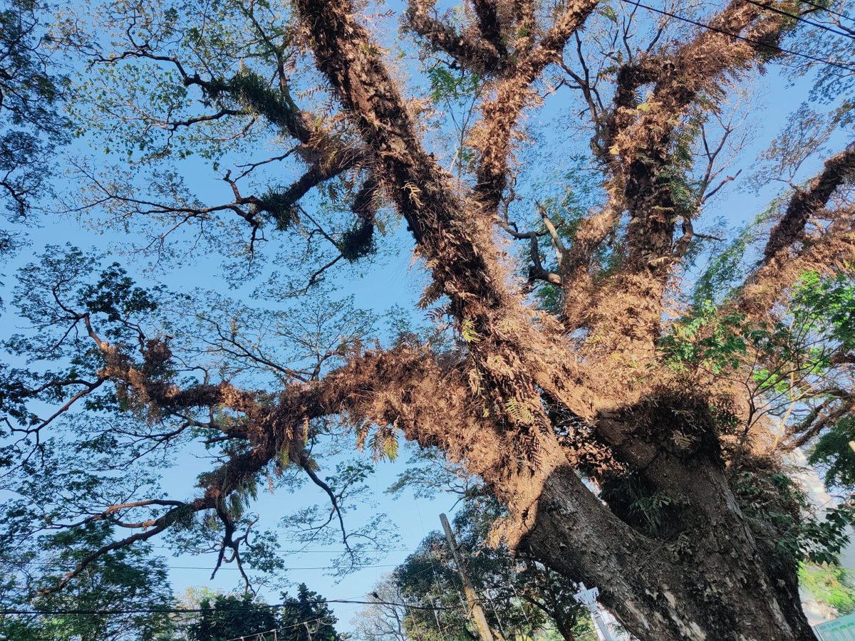 colossuslife's tweet photo. "Nature's tapestry woven in branches, where whispers of serenity and beauty dance beneath the canopy. #Nature'sSymphony #TreeTales #CaptivatingBeauty" #nature #NaturePhotography https://t.co/ikA2eeTUn1