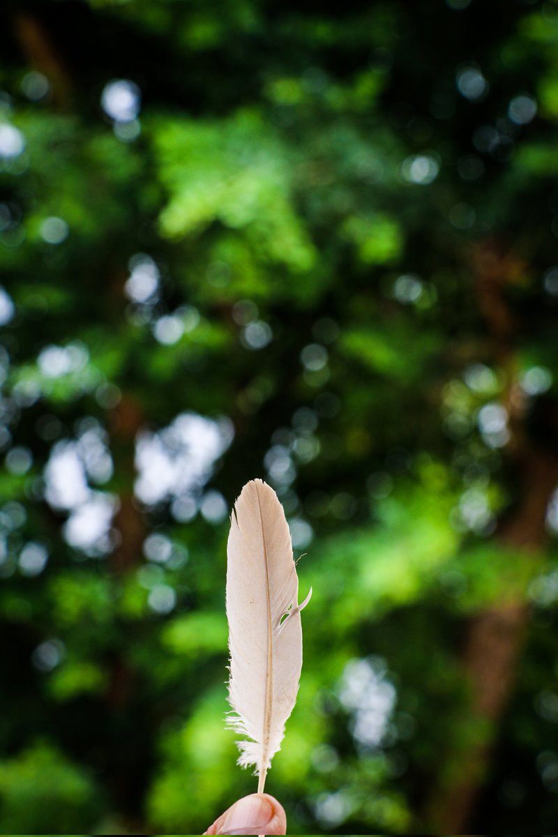 पंख | feather 🪶

#feather #IndiAves #ThePhotoHour #Canon #natgeo #photographer #photography #beauty #photooftheday