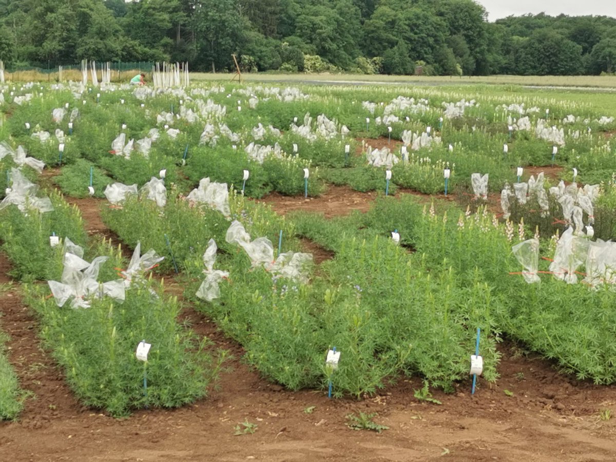 MichaelWink4's tweet photo. 16. International lupin conference
Rostock. Impressionen vom Feldtag mit Lupinenanbau. https://t.co/mHOetbFHkX