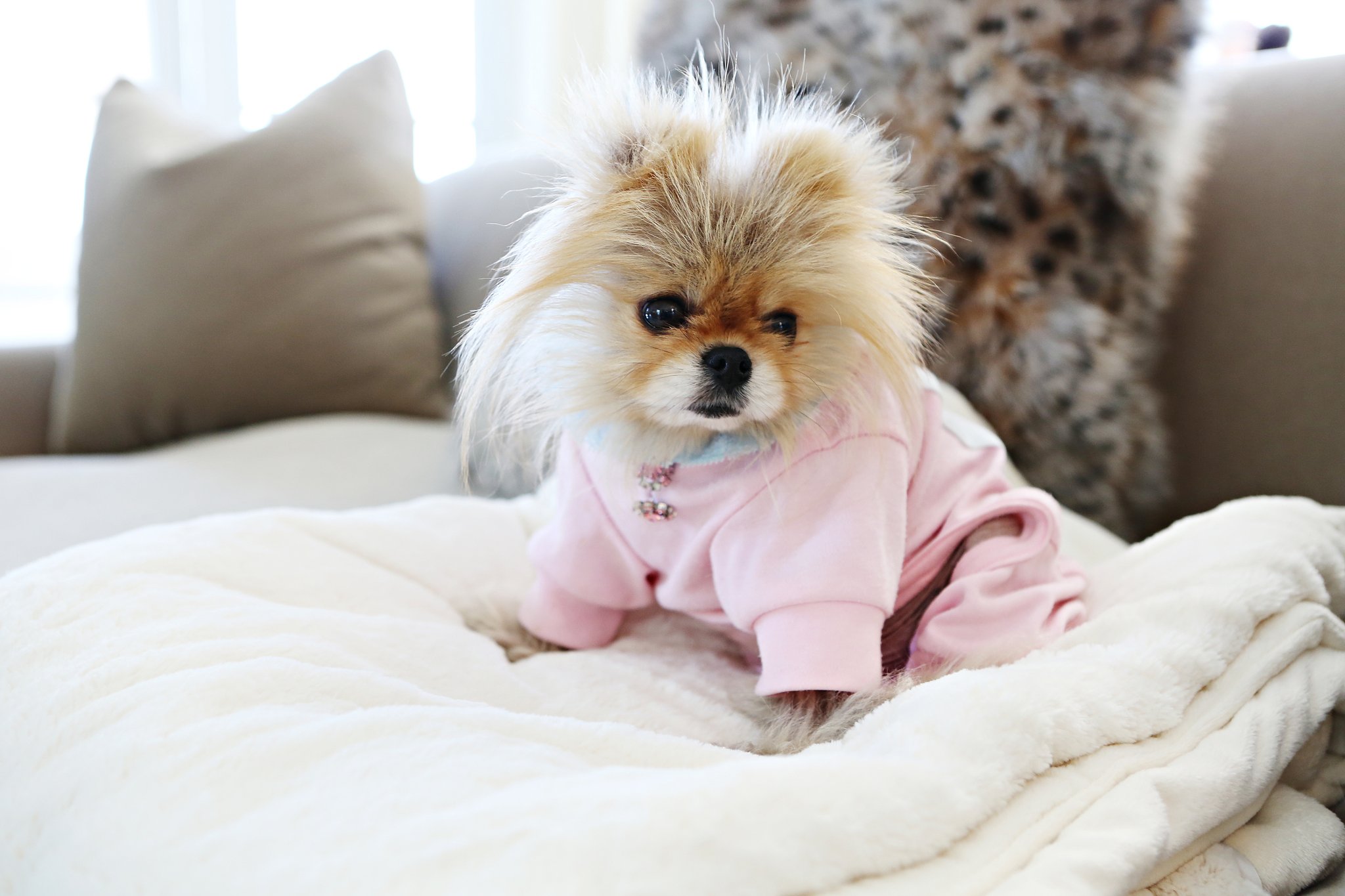 Hayu On Twitter RT hayu When I Say I Got That Dog In Me This Is hayu-on-twitter-rt-hayu-when-i-say-i-got-that-dog-in-me-this-is