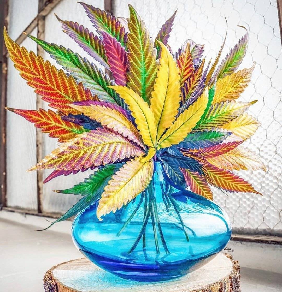 Using leaves to create a bouquet 💐

#cannabis #stonerfam #legalizeIt #weedmob #cbd