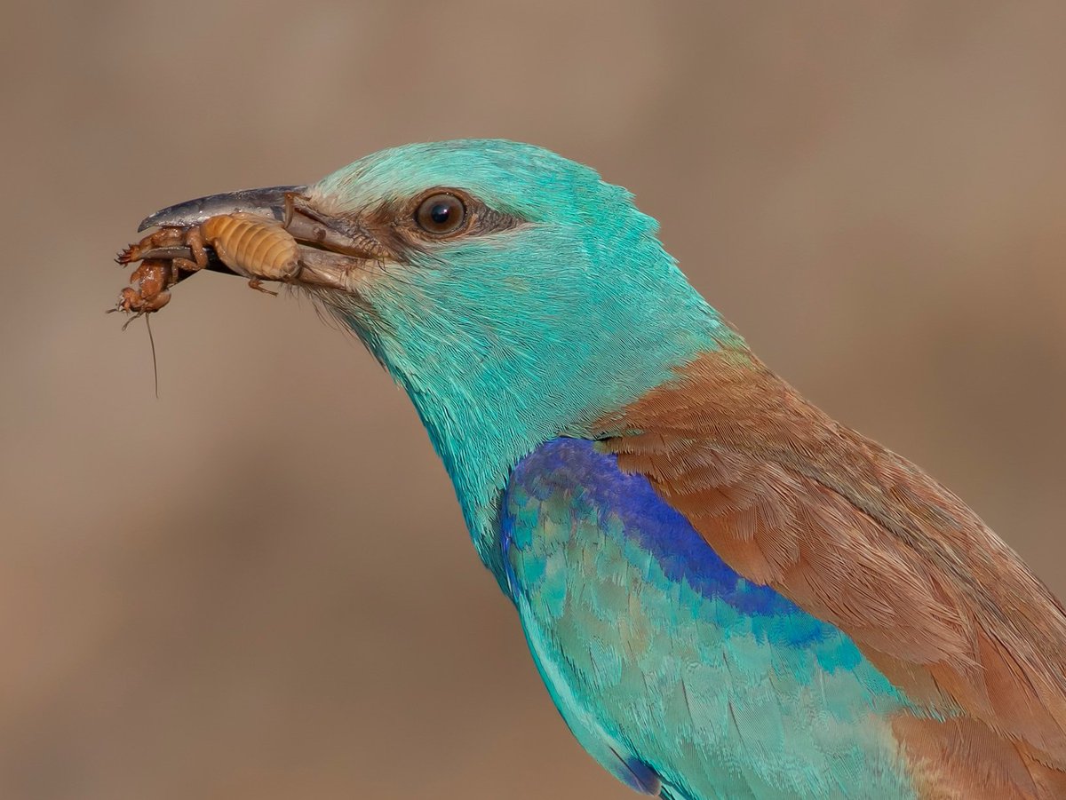 Tam bir çiftçi dostu bir tarım zararlısı olan danaburnunu avladığına o kadar çok şahit oldum ki anlatamam türümüz gökkuzgun 
#hangtür
#birds