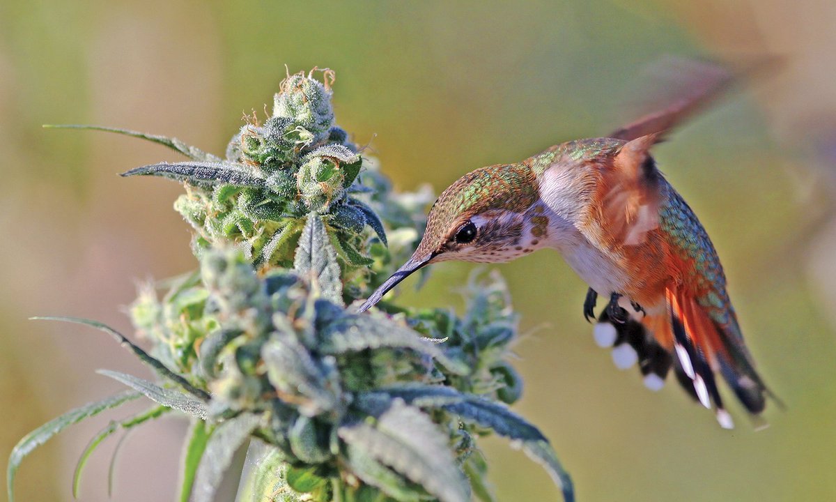 cannabishub's tweet photo. Humming bird feeding on the plant 

📸 DoobieDuck

#cannabiscommunity #cannabisculture #cannabisindustry https://t.co/ZIOYQDvnxk