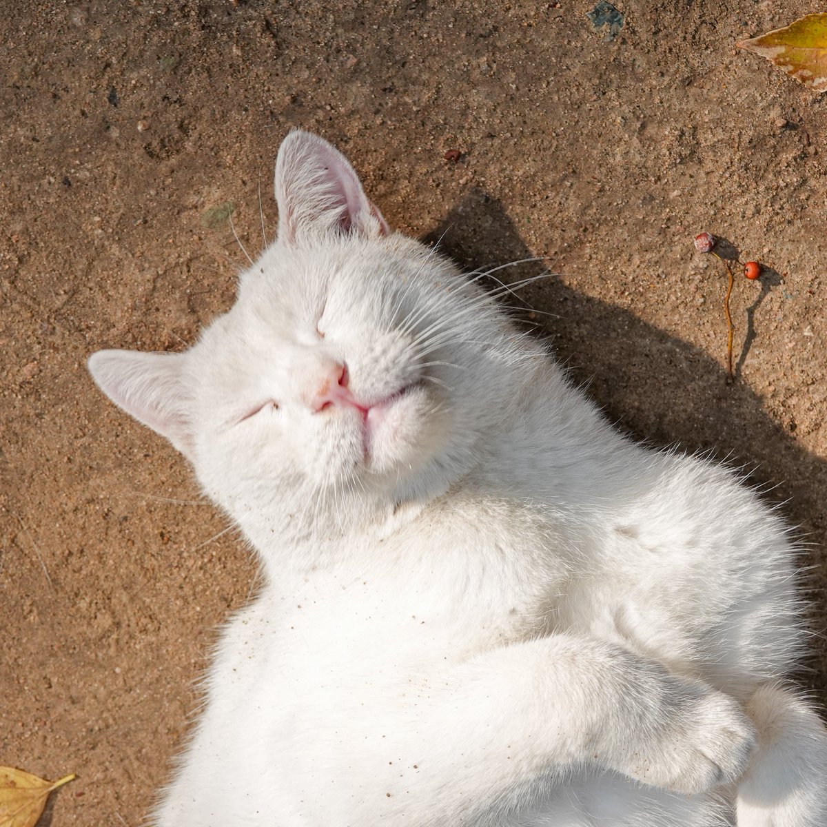 PDSA tweet media