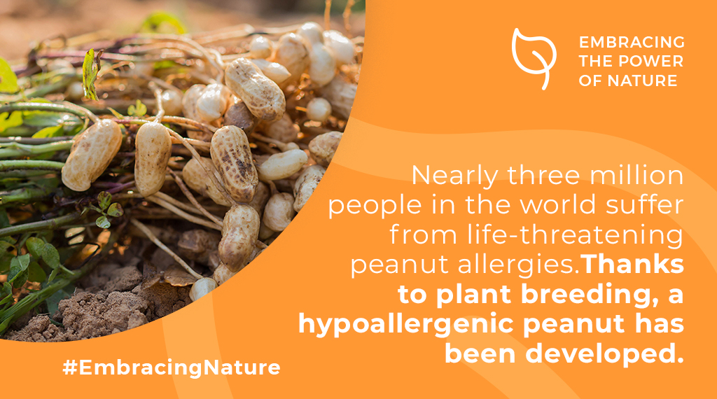 #DYK?

Biologically, #peanuts aren’t nuts; they’re actually legumes! 🥜🥜🥜
Unlike nuts that grow on trees, peanuts grow underground.

#GrowingTheFuture #seedinghealthydiets