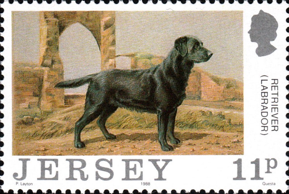DogCognitionSE's tweet photo. A postage stamp from Jersey. https://t.co/3ghYI3Xc0L