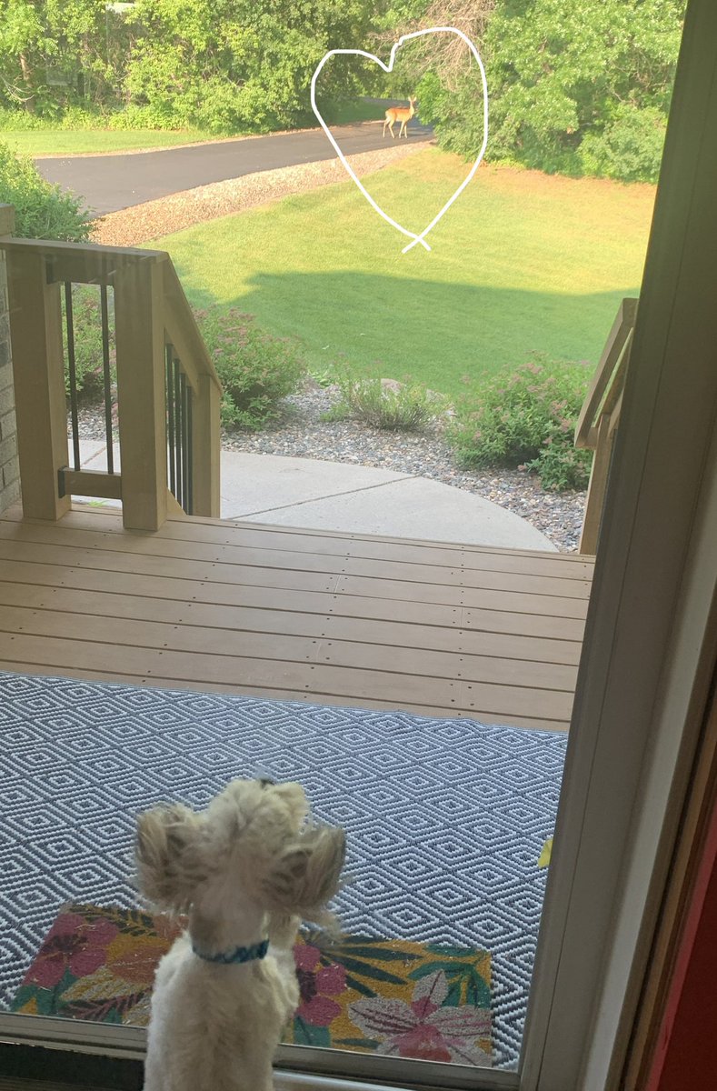 My deer 🦌 friend comes to visit me nearly every morning and I go crazy!