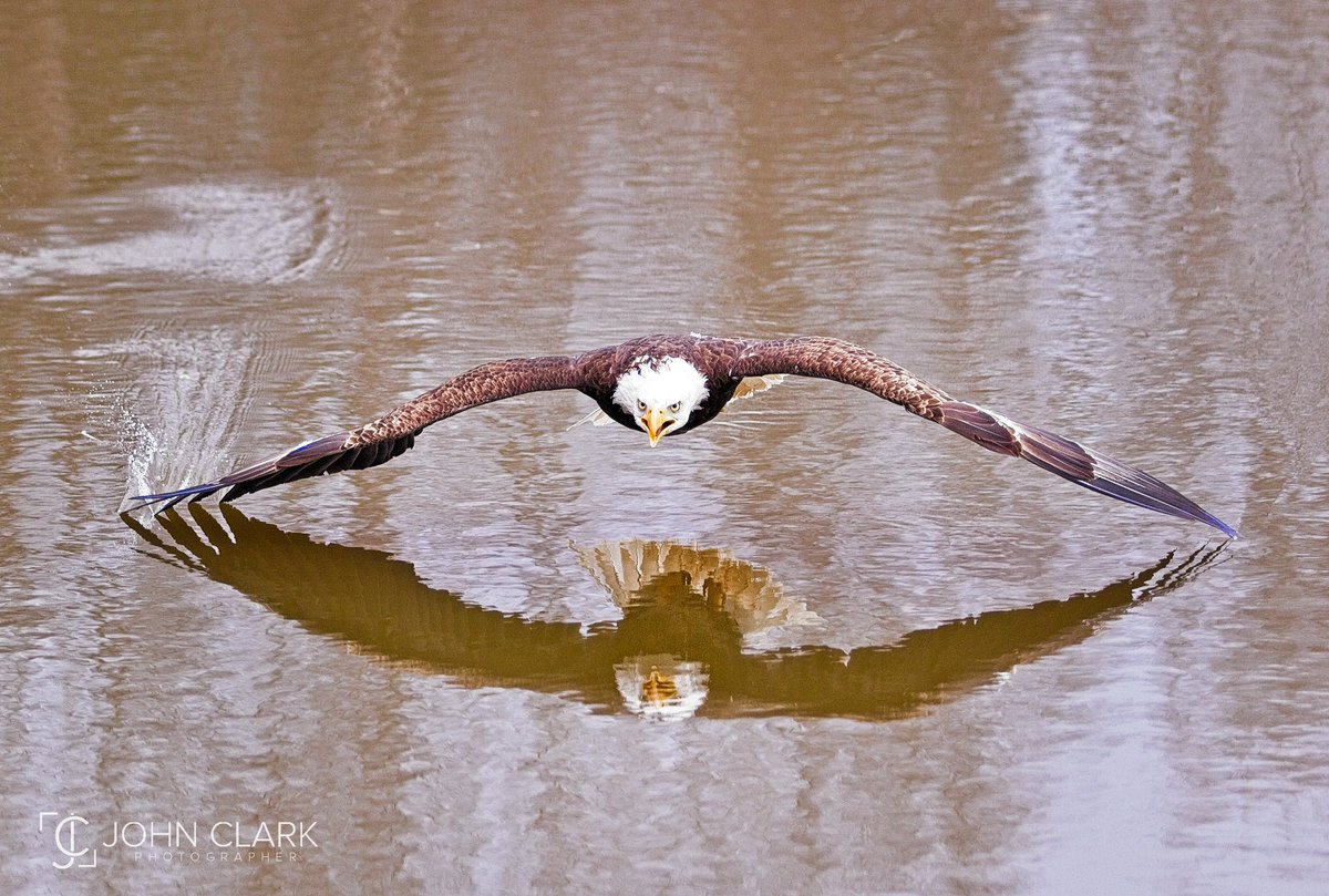 Like this Bald Eagle, I’m also flying low and dragging my tips today! 🦅
#wildlifephotography #ThePhotoHour #birdphotography #on1pics @ON1photo