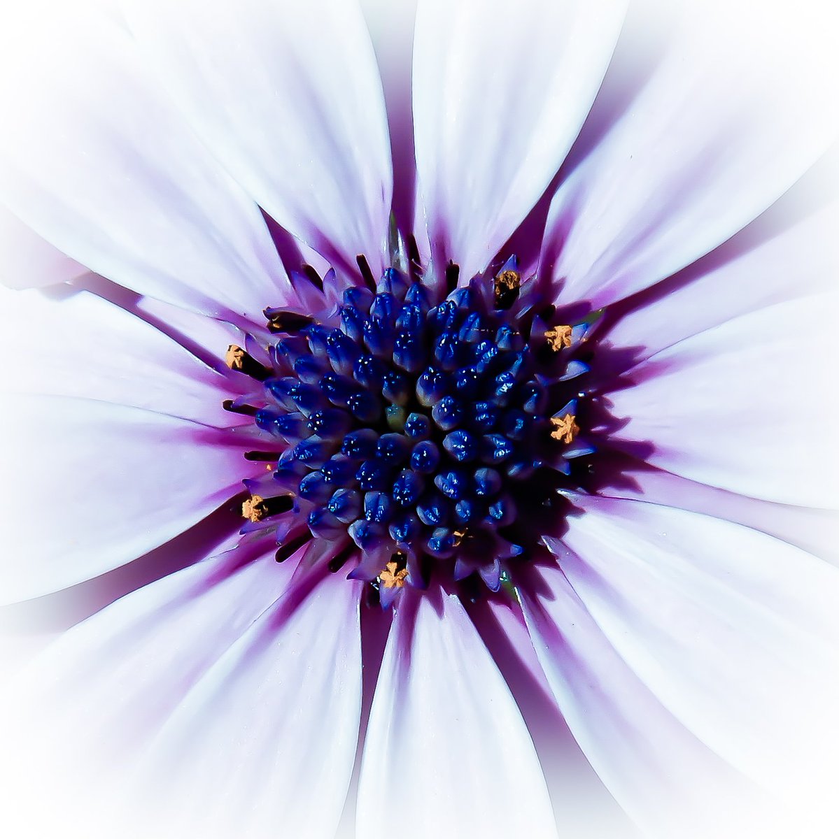 〰️🌸〰️
In the summertime
When the weather is high ...
#Fotografie #fotografia #photography #photooftheday #picoftheday #photographylovers #naturephotography #naturfotografie #makrofotografie #macrophotography #macroflower #macro_blossoms #macronature #macrophoto #macro