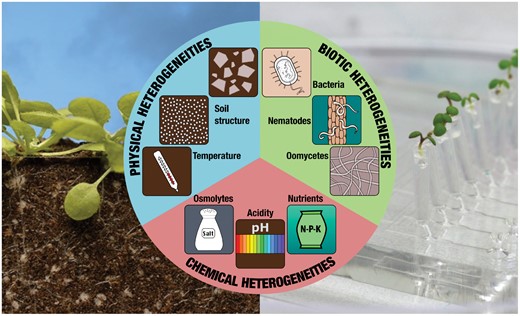 JXB @jxbotany.bsky.social (@jxbot) on Twitter photo This #review of root–environment interactions by <a href="/CF_Kaiser/">Kaiser CF</a> <a href="/AlessiaPerilli/">Alessia Perilli</a> <a href="/GuidoGrossmann/">Guido Grossmann</a> @MerozLab explores how innovative #microfluidic devices can provide insight into into the complex network behaviour of #soil communities.
bit.ly/44hOxR7 This #review of root–environment interactions by <a href="/CF_Kaiser/">Kaiser CF</a> <a href="/AlessiaPerilli/">Alessia Perilli</a> <a href="/GuidoGrossmann/">Guido Grossmann</a> @MerozLab explores how innovative #microfluidic devices can provide insight into into the complex network behaviour of #soil communities.
bit.ly/44hOxR7