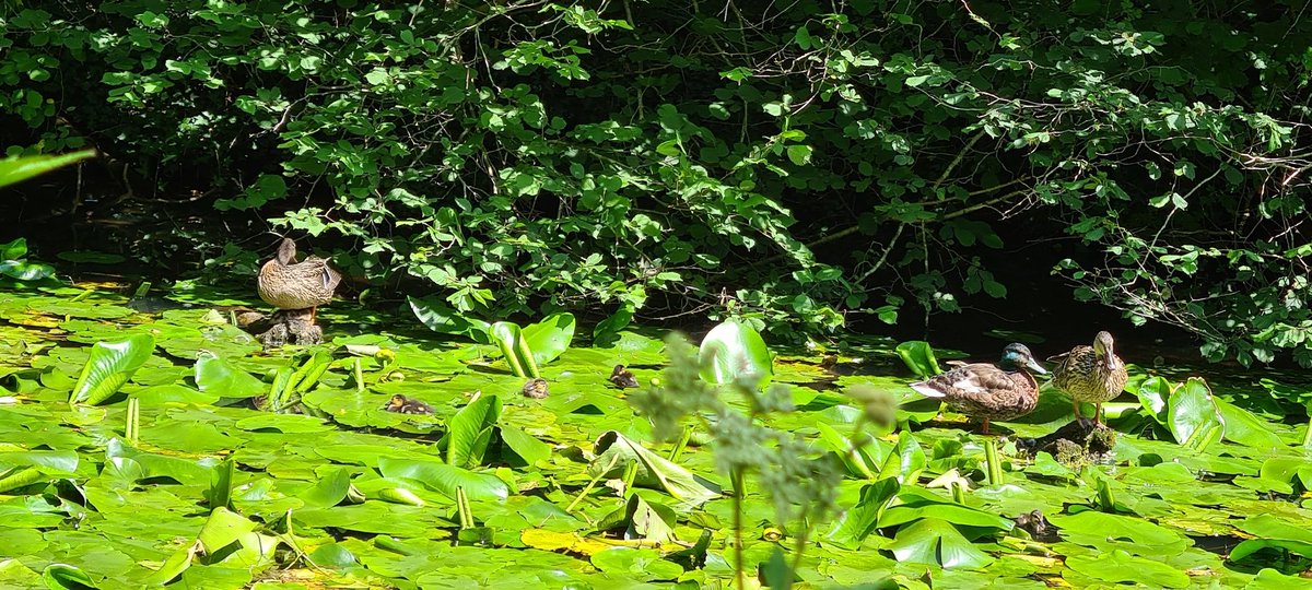 Beautiful walk around @forestfarmuk lovely fragrance in the air #wildflowers #meadowsweet. And cute ducklings resting on 
water lily pads! 🐥🦆🌼

Hope you're having a good day xxx 

#Cardiff #naturereserve #handpoured #soycandles #cwtch #waterlily