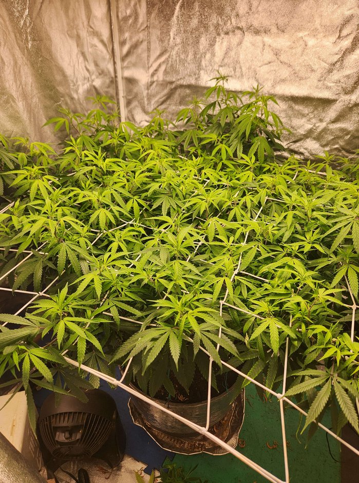 DILLHOLECOOZE tweet media