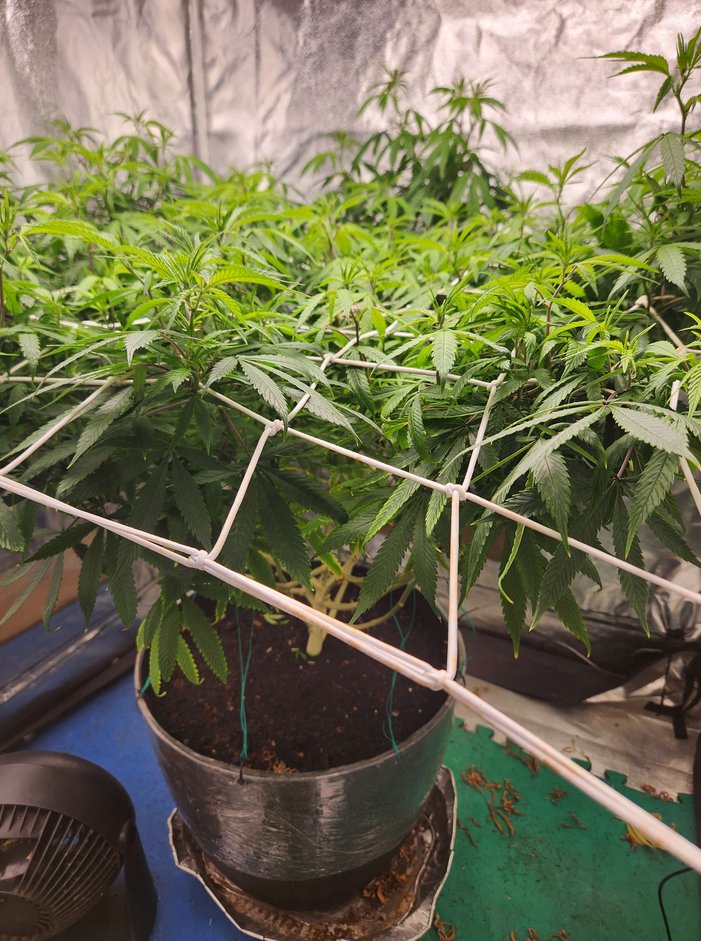 DILLHOLECOOZE tweet media