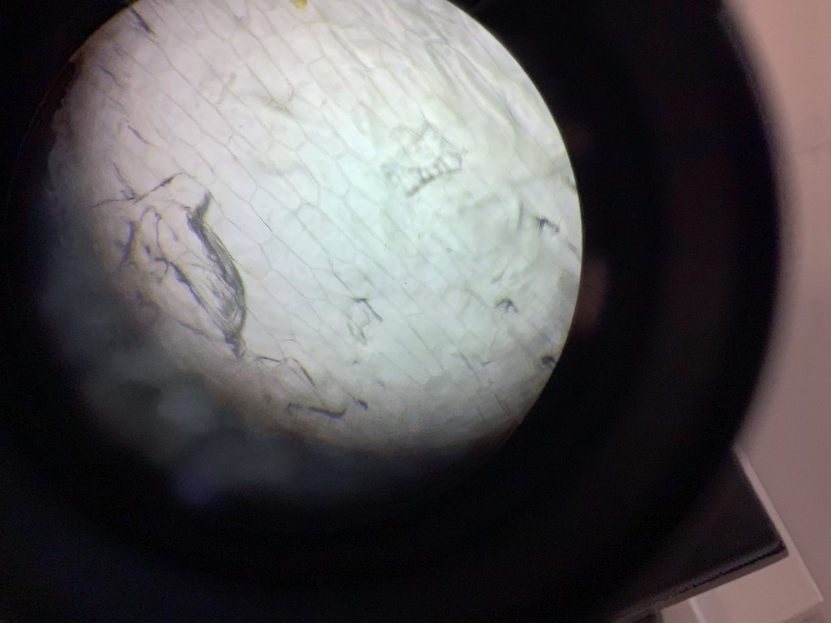 Halley Year5 tweet media