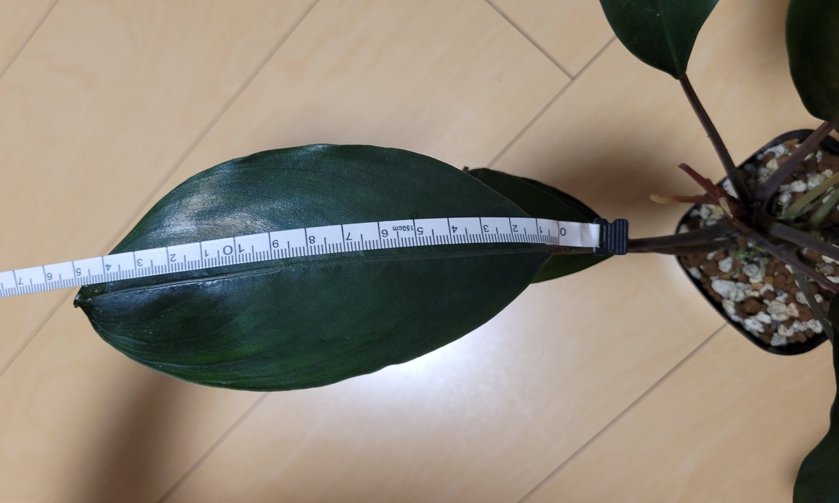 bobsaqua's tweet photo. Twitterを放置している間に記載されていたadeiさん
Bucephalandra adei "Ngabang" Kab.Landak
#Bucephalandra #ブセファランドラ https://t.co/oYOok9tR0b
