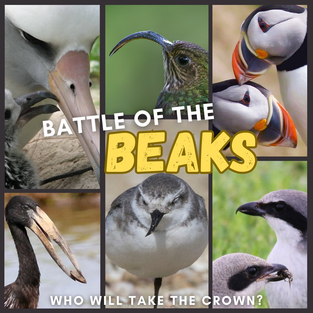 Birds Canada tweet media