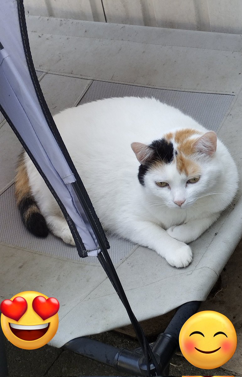 Blueeyesaddict's tweet photo. Happy #Fursday from Iduna ๐ผ #ThursdayThoughts #sunbed #relaxtothemax #CalicoCrew https://t.co/apfwXGpKkx