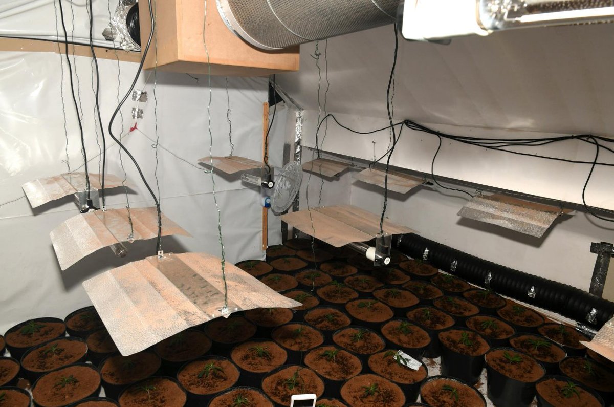 DurhamPolice's tweet image. A man has been jailed after officers uncovered a large cannabis farm in #Spennymoor last month.

Following a police warrant in Clyde Terrace, officers located Klajdi Kerkapi guarding this huge cannabis grow👇

⚖️The 25yo was handed an 8⃣month prison sentence at court yesterday.