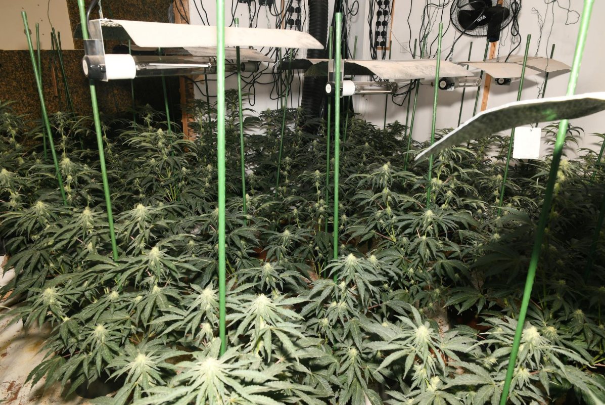 DurhamPolice's tweet image. A man has been jailed after officers uncovered a large cannabis farm in #Spennymoor last month.

Following a police warrant in Clyde Terrace, officers located Klajdi Kerkapi guarding this huge cannabis grow👇

⚖️The 25yo was handed an 8⃣month prison sentence at court yesterday.
