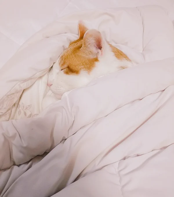 健やか