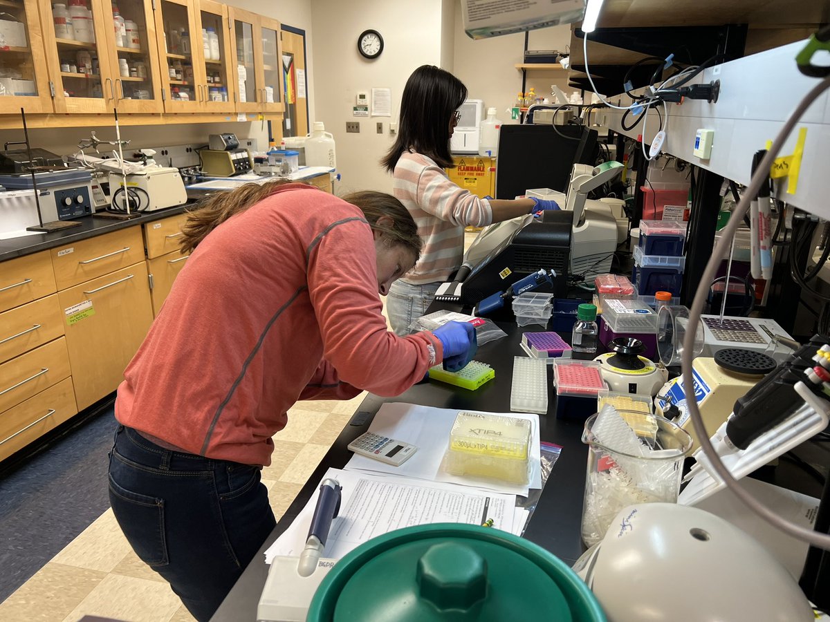 HostVirus_BII's tweet photo. Nanopore sequencing for viruses from 48 volunteer potato from grower fields in Maine across multiple years in full swing! 🦠 🥔 @haploidgenomics @CellBioEd @epadilla_jade @NSF @MainePotatoes @UMaineExtension https://t.co/qTXdLZiJ0A