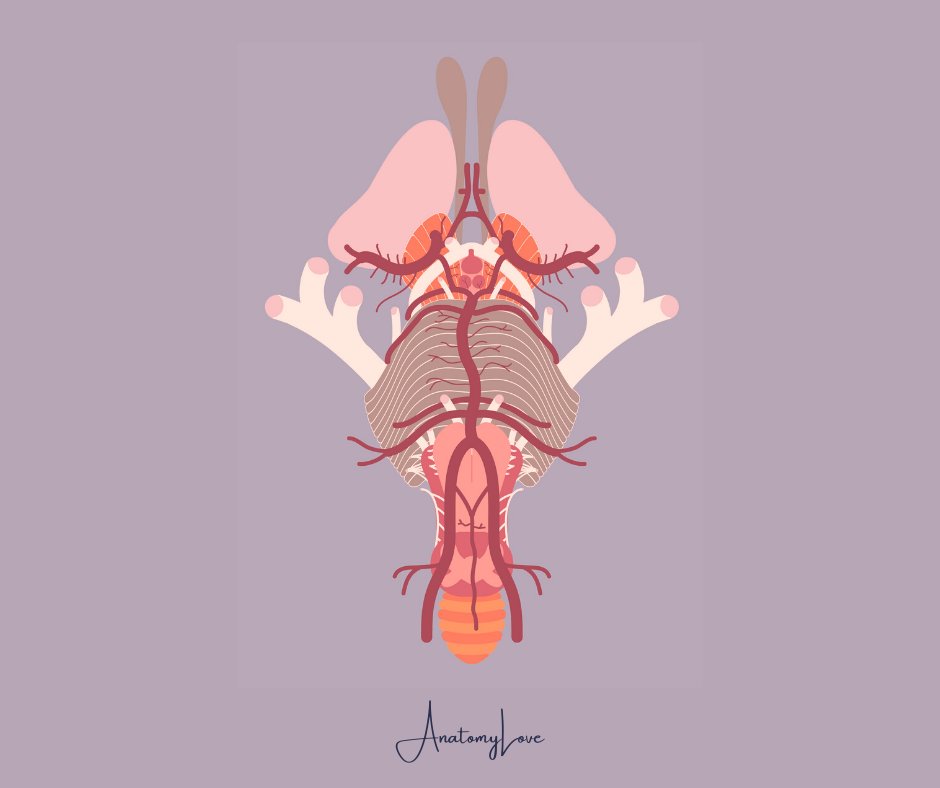 Arterial supply to the brain 🧠 comes from the internal carotid and vertebral arteries, contributing to the cerebral arterial circle of Willis. 
We are dissecting the cranial cavity this week and hoping to see some beauts of cerebral arterial circles! 😀
#anatomy #brain #arteries