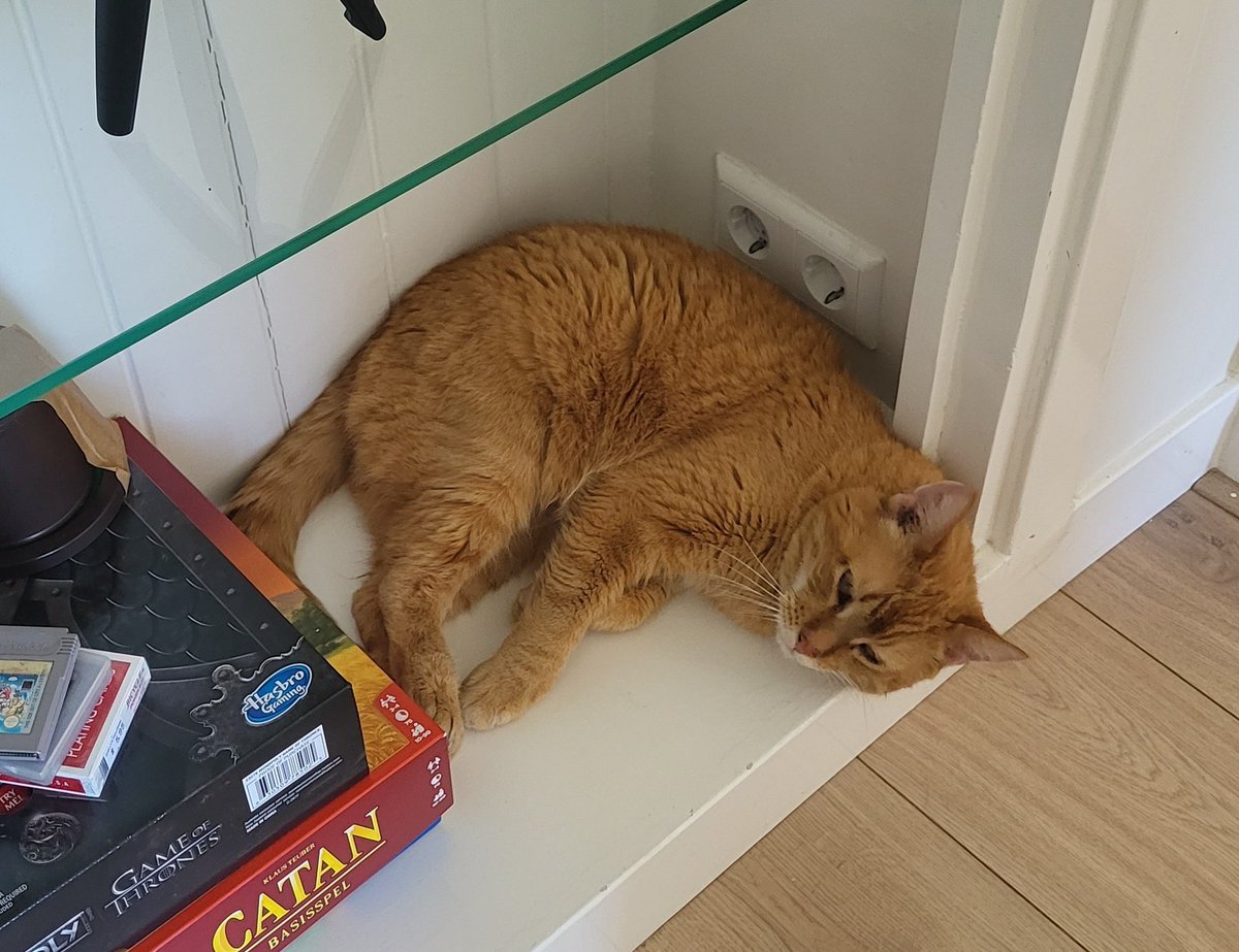 Vickyvdtogt's tweet image. Mijn lieve oude kater, Sully, is gisteravond van het balkon gevallen en sindsdien vermist in de regio Bezuidenhout, Den haag. 

Heb jij Sully gezien, laat het dan even weten via DM! 

Het delen van deze oproep wordt enorm gewaardeerd 🙏