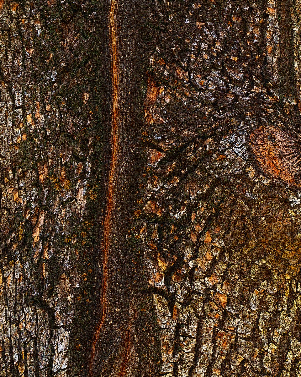 Reflecting Canada’s diversity, Alberta trunks photographed by Scott/Aaron (UL), Jenel/Neve (UR), Kyle/Mitch (LR), and Suze (LL) of the 2SLGBTQIA+ community and processed by me as part of The Forest - Common Ground project. #ArtBoost #digitalart #rtitbot #AppleMusicRT