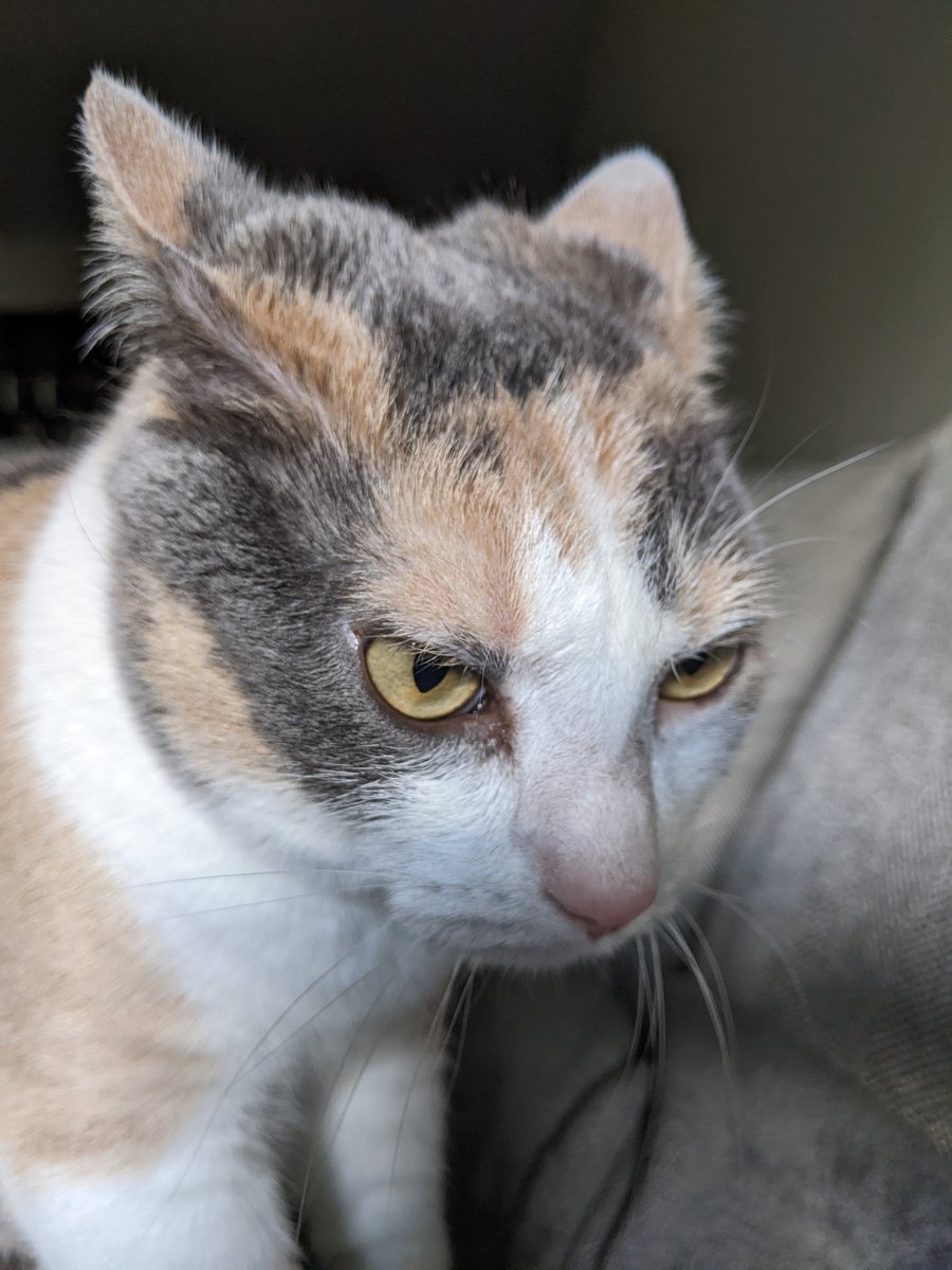 CalicoDaily's tweet image. Fury