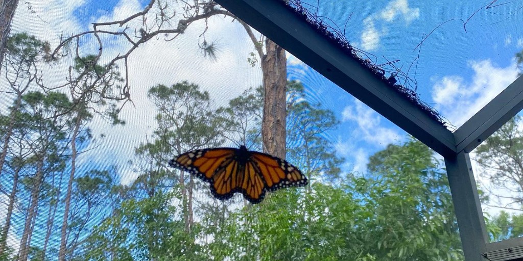 Tap to get a real-time view of the Tom Allen Memorial Butterfly House in Rotary Park! 🦋 bit.ly/3NfUEzv 📸: bit.ly/42uDti0