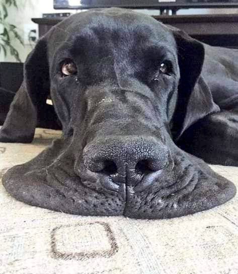 OdedRechavi's tweet photo. Liquid like https://t.co/VnC7ZI3G3N