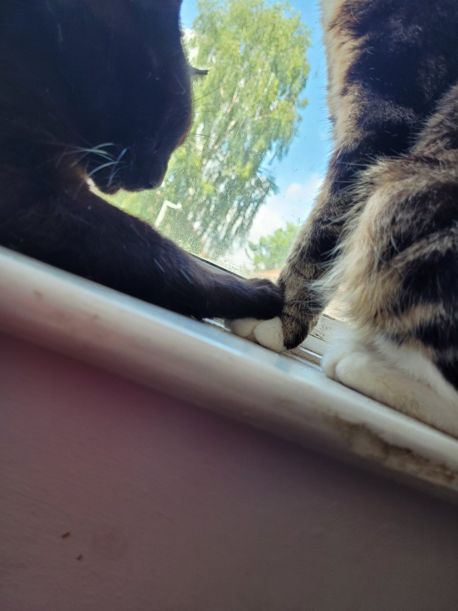 Sparky (big boye type) tweet media