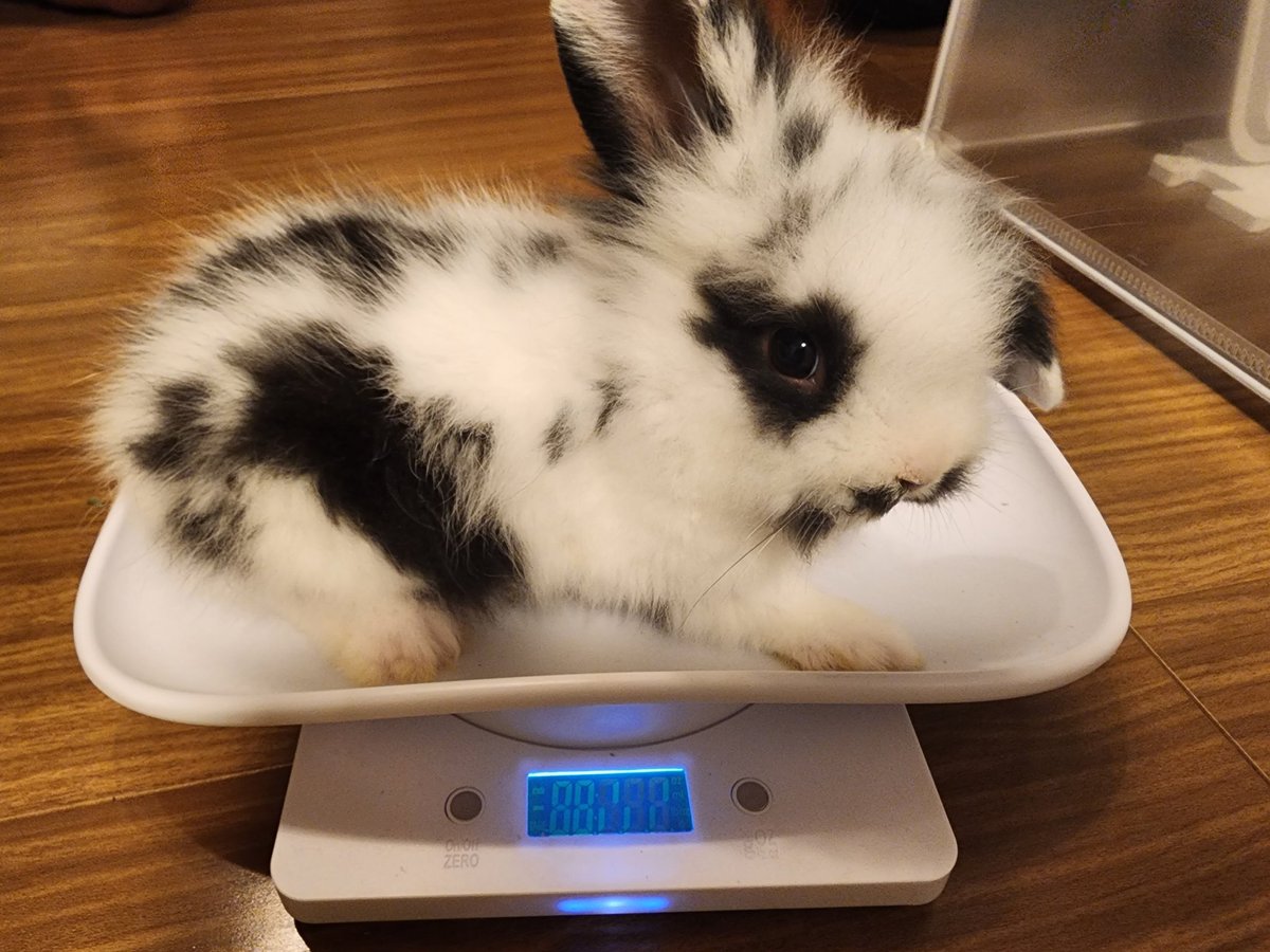 paris1026's tweet photo. ドキドキして待ってた🤍🖤🐇
595g
#ライオンラビット
#ラビット
#うさぎ https://t.co/ucUJFdlFX7