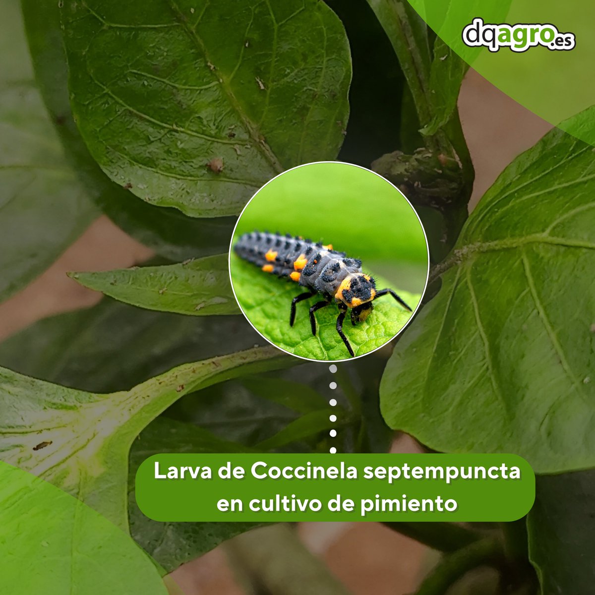 ¿Sabias qué? 🔎

Coccinella septempunctata es un voraz depredador de numerosas especies de pulgones, tanto larvas como adultos que afectan a cultivos hortícolas, frutales y ornamentales 🌱

#valcure #bioracionales #babyleaf #agriculturasostenible #medioambiente #sostenibilidad