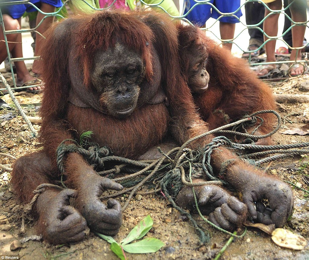 An Orangutan mother sits with her arms & legs bound by ropes. Her child clings to her. 