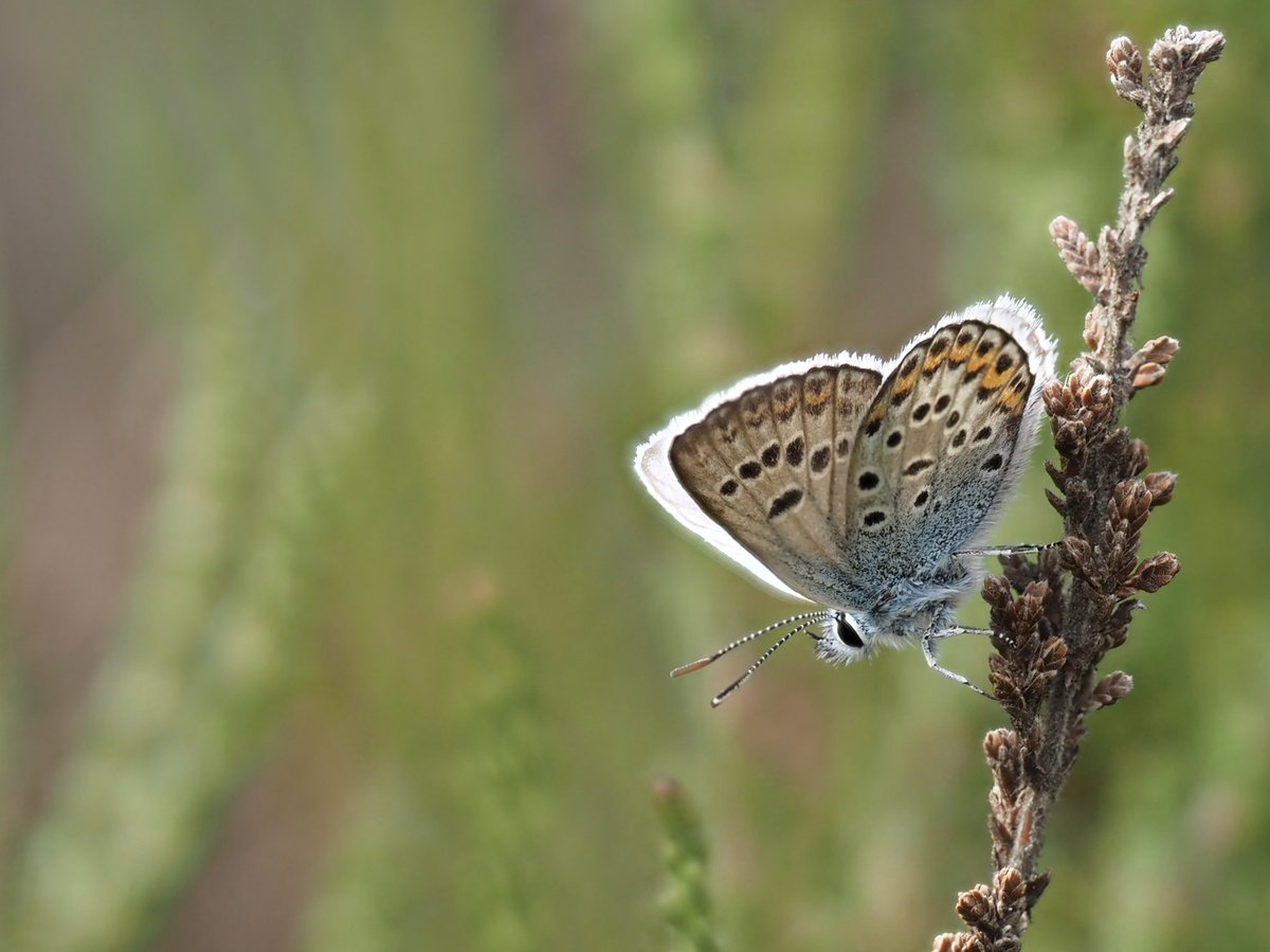 mixaeljones's tweet photo. Got up early this morning to look for Silver-studded Blues before they got too whizzy in the sunshine! 🦋☀️

@savebutterflies #SilverStuddedBlue #BroxheadCommon #30DaysWild https://t.co/Y7t9kq7Uxn